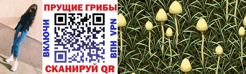 кракен вход  shop наркотические препараты  Псилоцибиновые грибы Cubensis  продажа наркотиков  Сясьстрой 